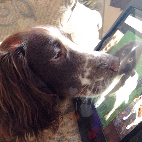 Pets meet technology: dog and ipad