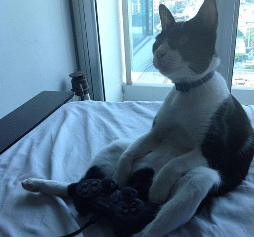 Pets meet technology: cat playing playstation