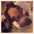Pets meet technology – your best pictures