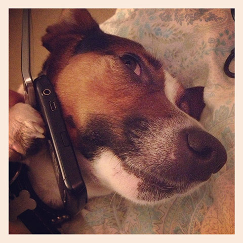 Pets meet technology: dog on phone