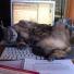 Pets meet technology – your best pictures