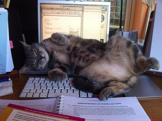 Pets meet technology: cat on keyboard