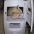 Pets meet technology – your best pictures
