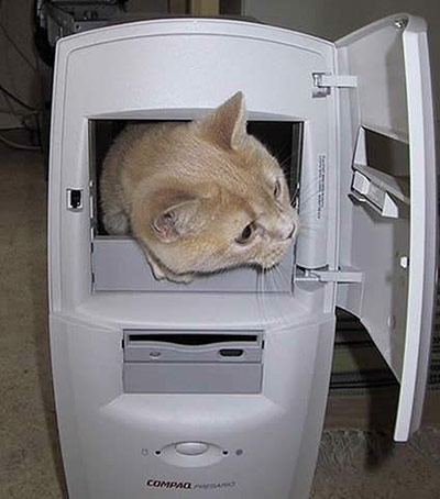 Pets meet technology: cat in computer
