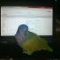 Pets meet technology – your best pictures