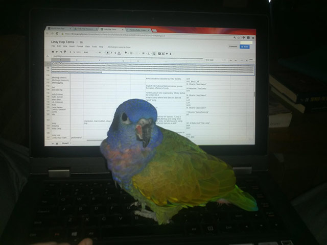 Pets meet technology: parrot on laptop