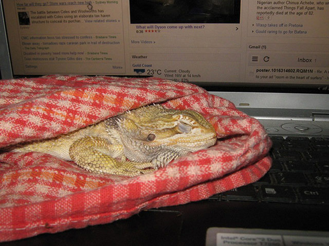 Pets meet technology: dragon on laptop