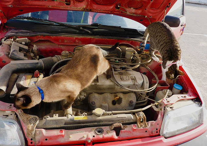 Pets meet technology: cats in car