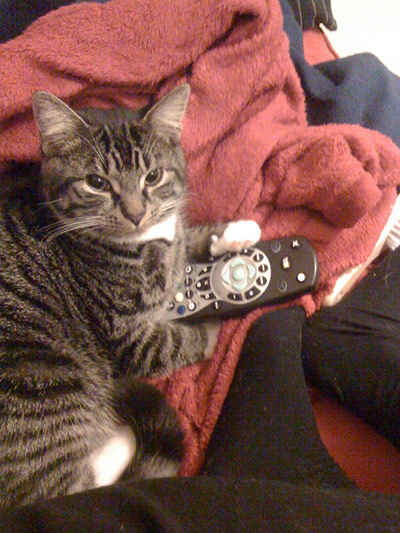 Pets meet technology: cat with remote