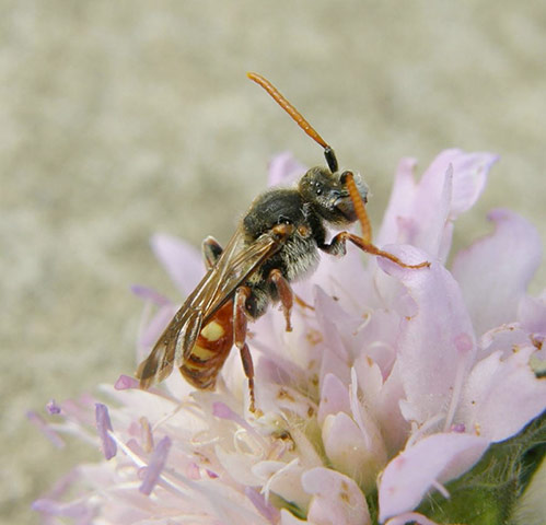 The State of Nature: Scabious cuckoo bee