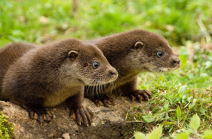 The State of Nature: Otter