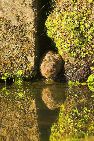 The State of Nature: Water vole