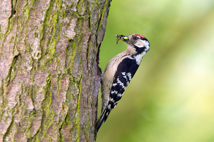 The State of Nature: Lesser spotted woodpecker