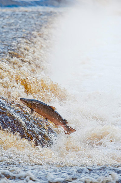 The State of Nature: Atlantic salmon