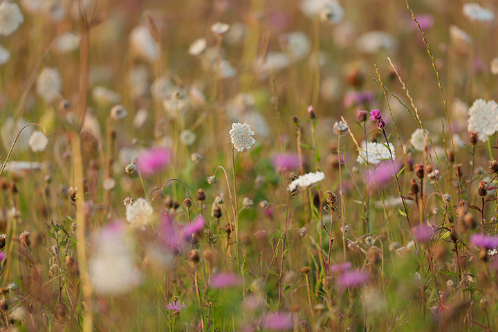 The State of Nature: Farmland bird