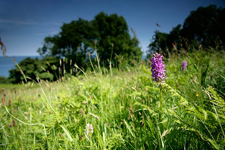 The State of Nature: Farmland flower