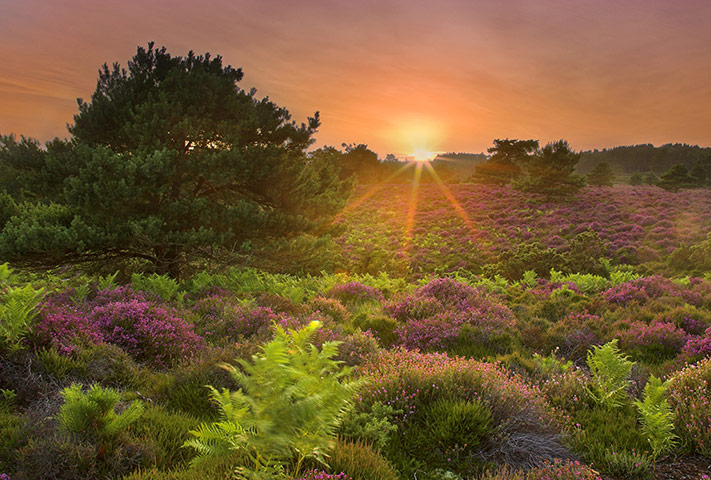 The State of Nature: heathland