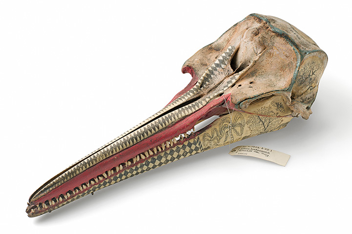 First Time Out : Rough-toothed dolphin skull with scrimshaw decoration, mid C19th