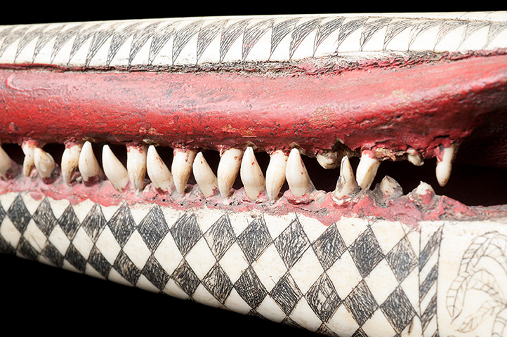 First Time Out : A detail of the Rough-toothed dolphin skull with scrimshaw decoration