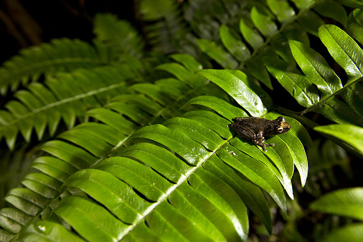 World Biodiversity Day: Indonesia reef and forests : Papuan Tree Frog