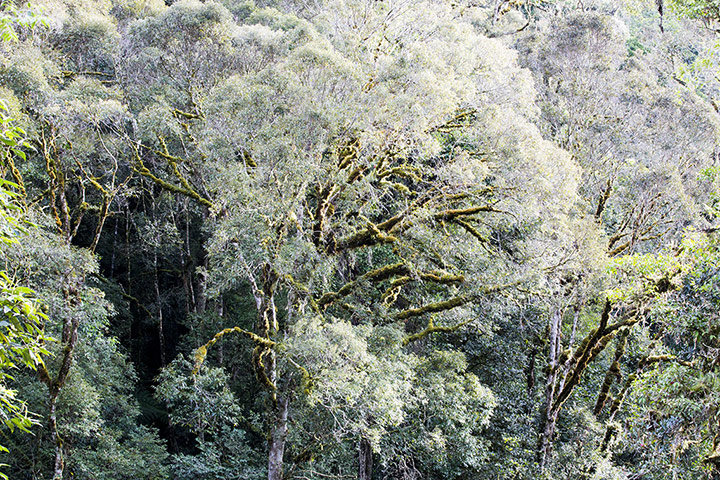 World Biodiversity Day: Indonesia reef and forests : Forest in Papua