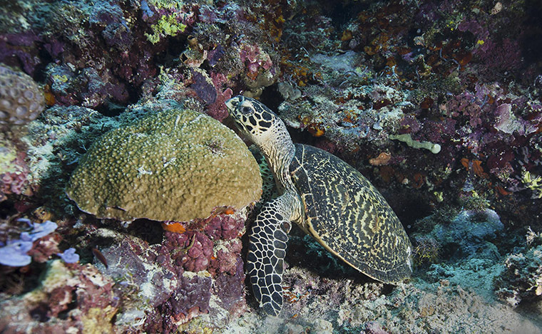 World Biodiversity Day: Indonesia reef and forests : Pristine Reefs in Cenderawasih Bay