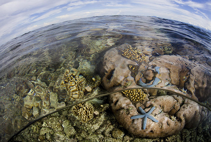 World Biodiversity Day: Indonesia reef and forests : Pristine Reefs in Cenderawasih Bay