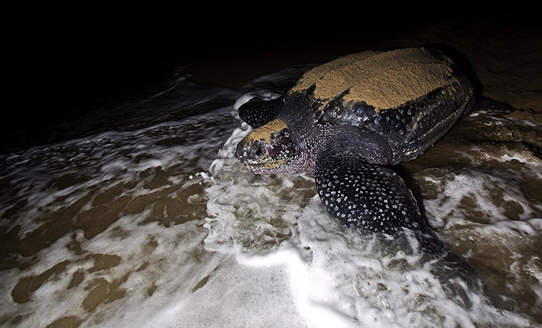 World Biodiversity Day: Indonesia reef and forests : Leatherback Turtle