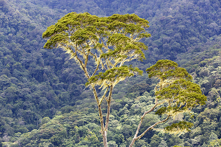 World Biodiversity Day: Indonesia reef and forests : Forest in Papua