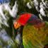 The week in wildlife