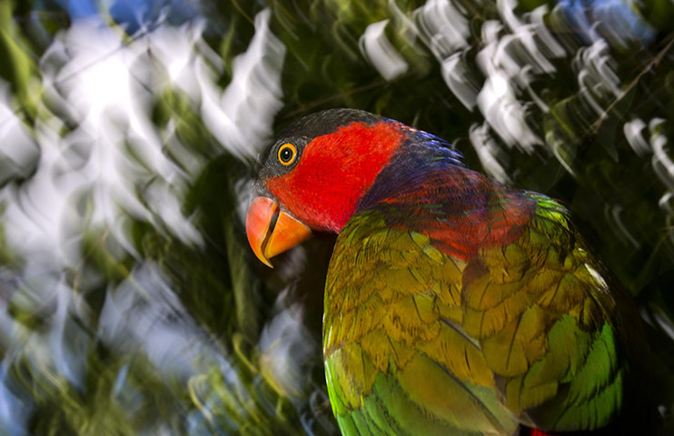 World Biodiversity Day: Indonesia reef and forests : Black-capped Lory in Papua