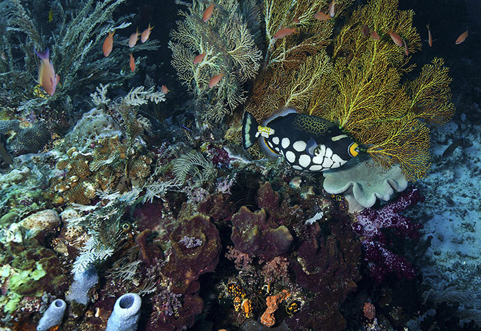 World Biodiversity Day: Indonesia reef and forests : Coral Reef at Dampier Straight Raja Ampat