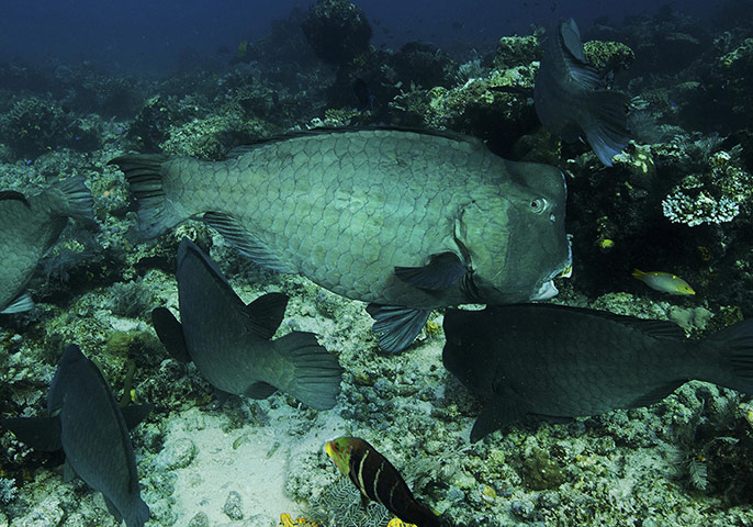 World Biodiversity Day: Indonesia reef and forests : Coral Reef at Dampier Straight Raja Ampat