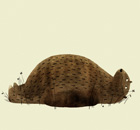 How to draw a bear by Jon Klasson