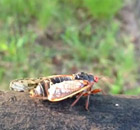 Cicada in Staten Island 