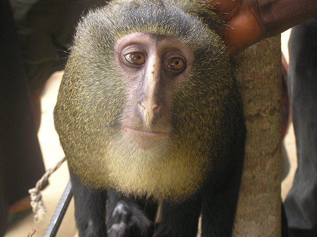  Cercopithecus lomamiensis 