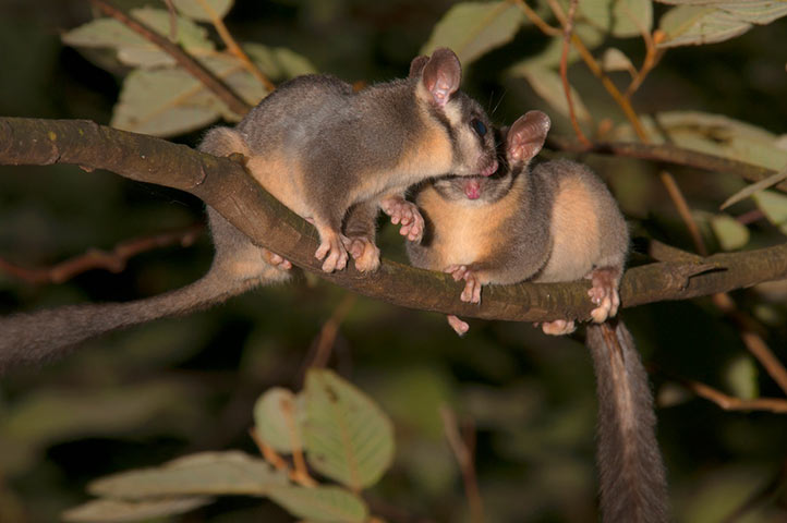 Leadbeater's possum.