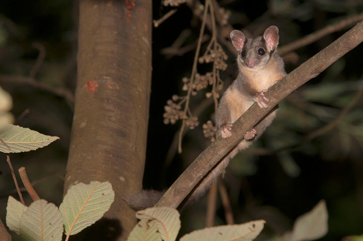 Leadbeater's possum.