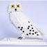 Fwd: North American birds made from Lego – in pictures - http://www.guardian.co.uk/lifeandstyle/gallery/2013/may/24/north-american-lego-birds-thomas-poulsom (via http://ff.im/1fx5Z4)