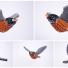 Fwd: North American birds made from Lego – in pictures - http://www.guardian.co.uk/lifeandstyle/gallery/2013/may/24/north-american-lego-birds-thomas-poulsom (via http://ff.im/1fx5Z4)