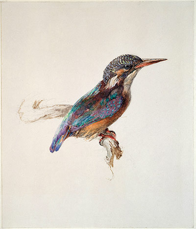 Old master drawings: John Ruskin (1819-1900), Study of a Kingfisher 