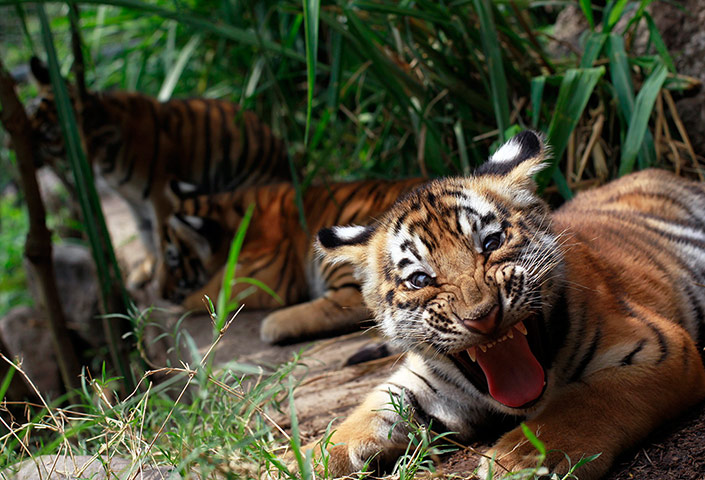 Week in wildlife: Two- months old Bengal tiger cub Tily 