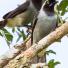The week in wildlife