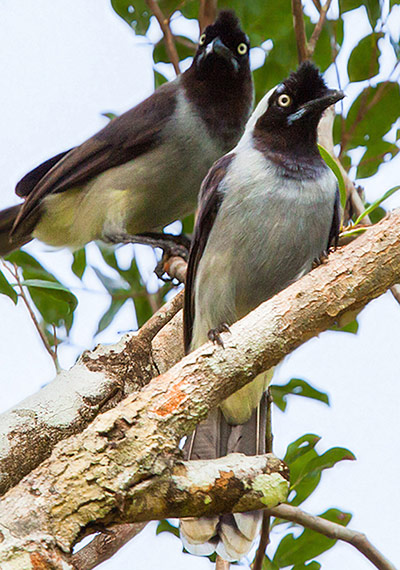 Week in wildlife: TO GO WITH AFP STORY by Claire de Olivei