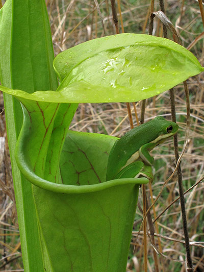 Week in wildlife: green tree frog (Hyla cinerea) 
