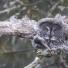 The week in wildlife