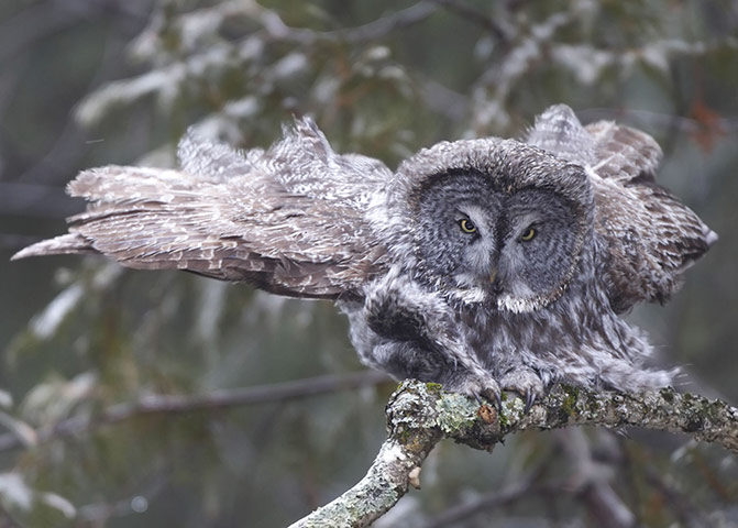 Week in wildlife: Great grey owl struggles in windy conditions