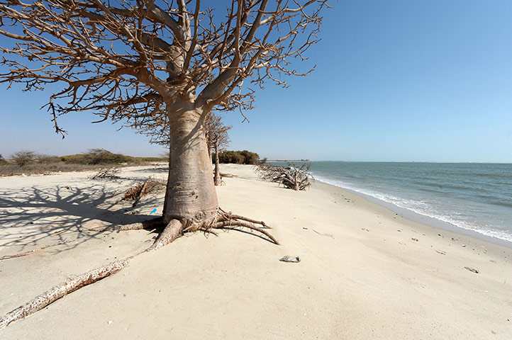 Week in wildlife:  A tree and remains of dead trees, due to rising sea levels