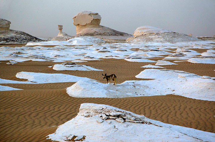 Week in wildlife: Fennec fox