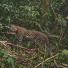 The week in wildlife